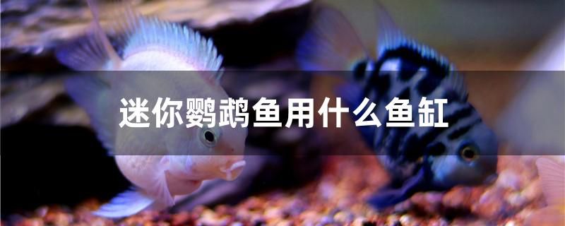 迷你鸚鵡魚用什么魚缸