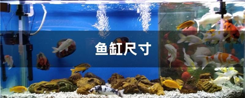 魚缸尺寸 白子銀版魚苗