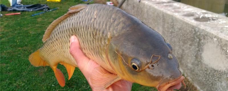 春天釣鯉魚釣深還是淺釣近還是釣遠 白化火箭魚