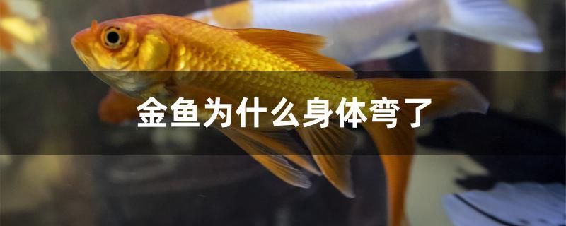 金魚為什么身體彎了