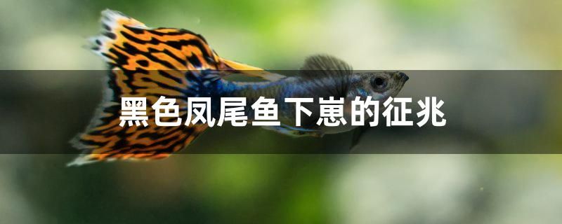 黑色鳳尾魚下崽的征兆 養(yǎng)魚的好處