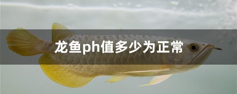 龍魚ph值多少為正常 水族用品