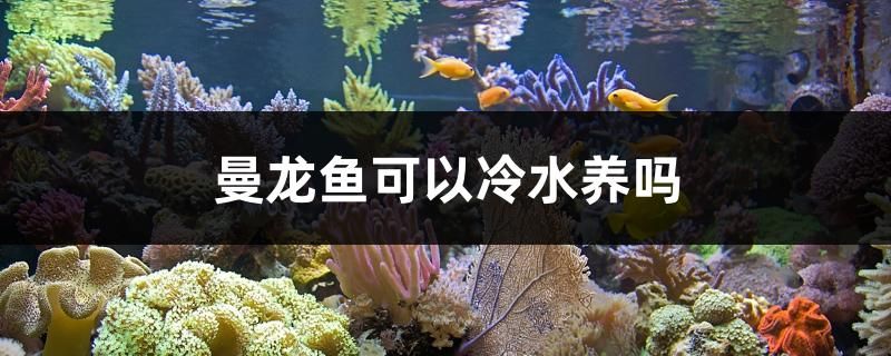 曼龍魚可以冷水養(yǎng)嗎