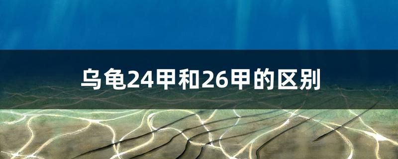 烏龜24甲和26甲的區(qū)別 水溫計(jì)