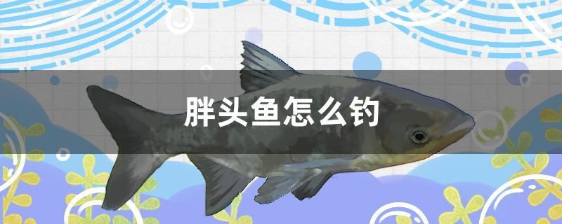 胖頭魚怎么釣 泰國雪鯽魚