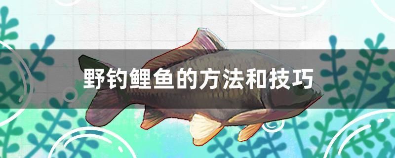 野釣鯉魚的方法和技巧 泰龐海鰱魚