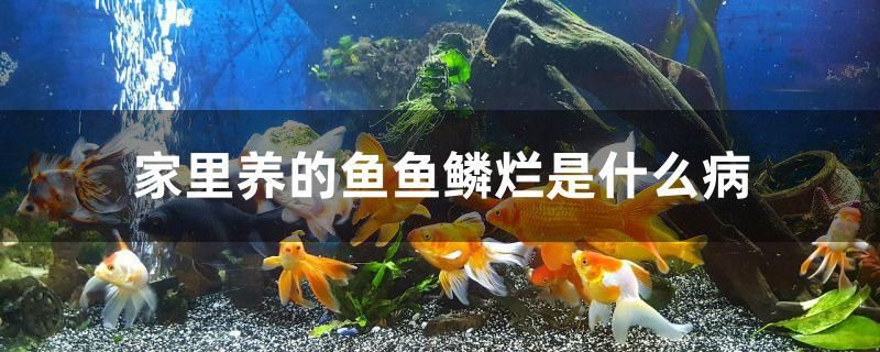 家里養(yǎng)的魚魚鱗爛是什么病