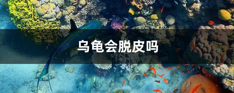 烏龜會(huì)脫皮嗎 飛鳳魚(yú)苗