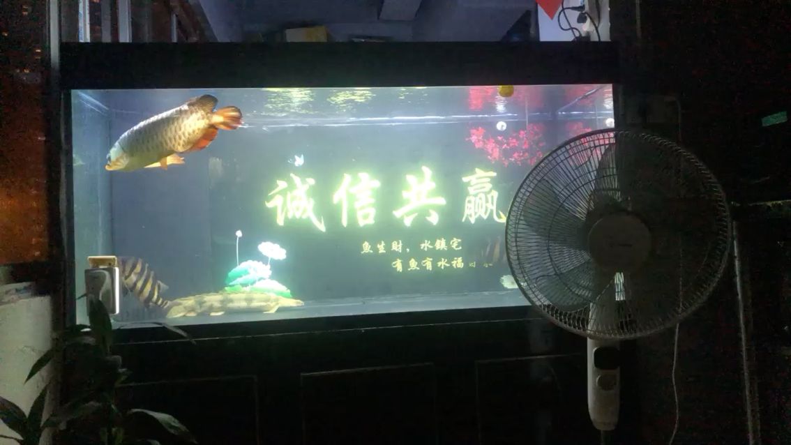 深夜 觀賞魚論壇