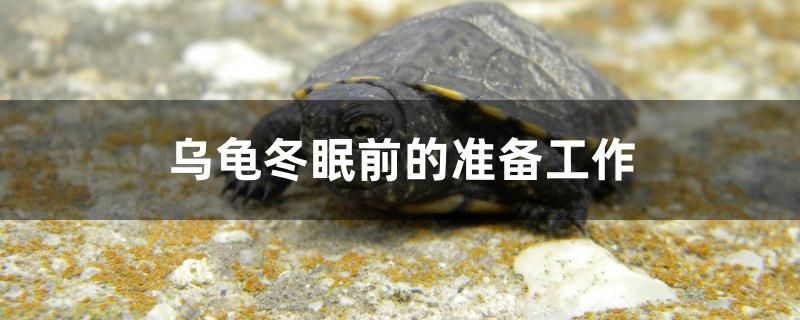 烏龜冬眠前的準(zhǔn)備工作 馬拉莫寶石魚苗