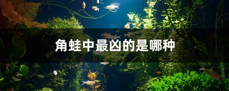 角蛙中最兇的是哪種 海水魚（海水魚批發(fā)）