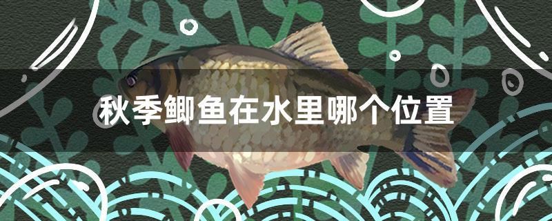 秋季鯽魚(yú)在水里哪個(gè)位置