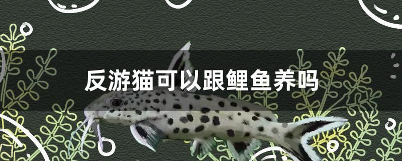 反游貓可以跟鯉魚養(yǎng)嗎