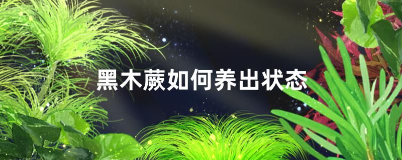 黑木蕨如何養(yǎng)出狀態(tài)如何綁在沉木上