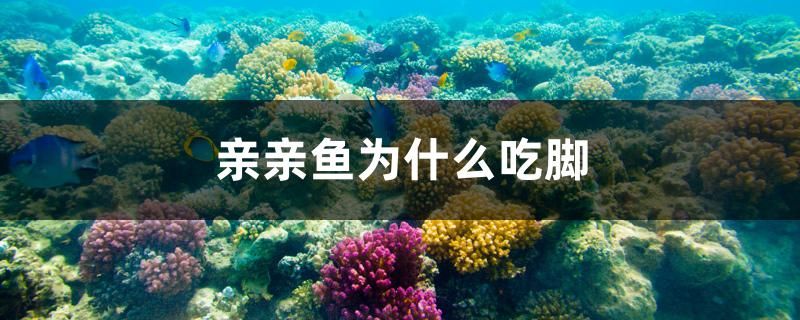 親親魚為什么吃腳