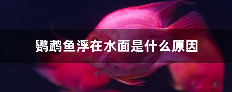 鸚鵡魚浮在水面是什么原因