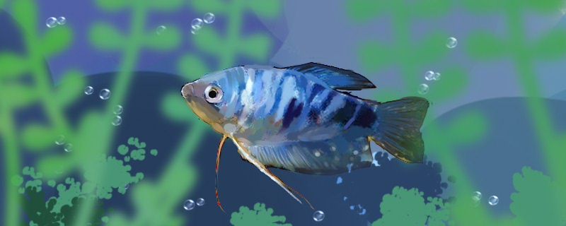 380的魚缸能養(yǎng)多少孔雀魚(380的魚缸能養(yǎng)多少孔雀魚苗)