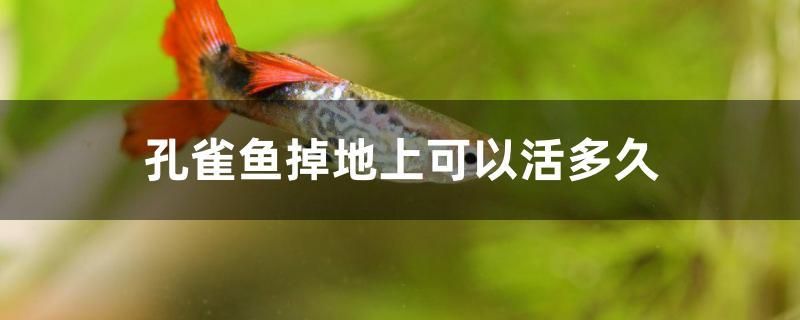 孔雀魚掉地上可以活多久