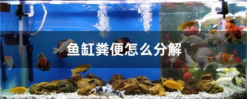 魚(yú)缸糞便怎么分解 黑白雙星魚(yú)