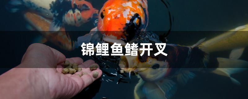 錦鯉魚鰭開叉是什么原因