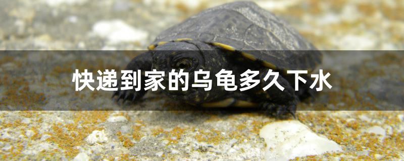 鄭州魚缸定制哪家好一點的 鄭州哪里做魚缸的 三間鼠魚