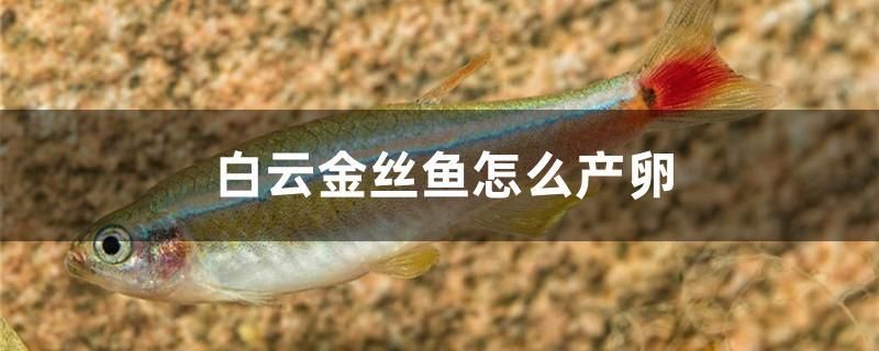 白云金絲魚怎么產(chǎn)卵 其他寵物