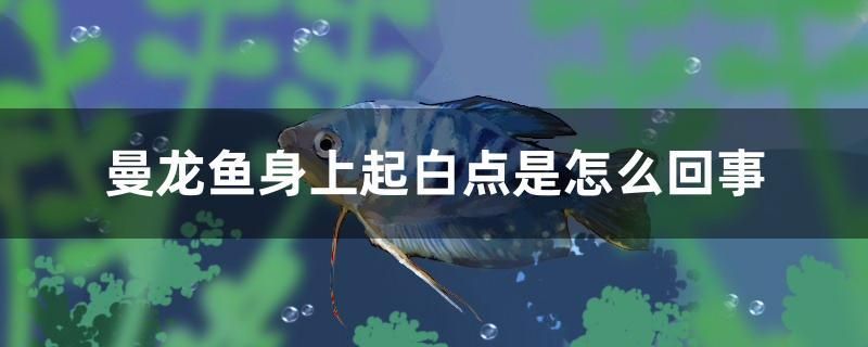 曼龍魚身上起白點(diǎn)是怎么回事 帝王三間魚