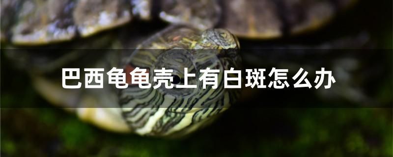 巴西龜龜殼上有白斑怎么辦 銀龍魚百科