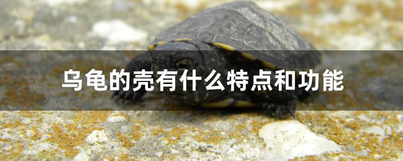 烏龜?shù)臍び惺裁刺攸c和功能 薩伊藍魚