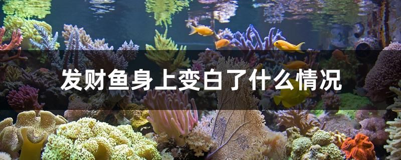 發(fā)財魚身上變白了什么情況 魚缸/水族箱