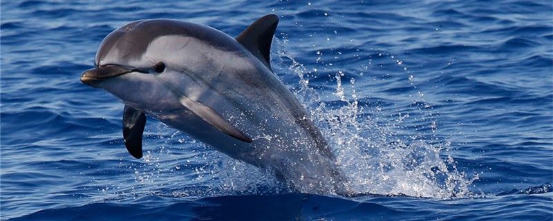 海豚怎么繁殖什么時候繁殖 觀賞魚飼料