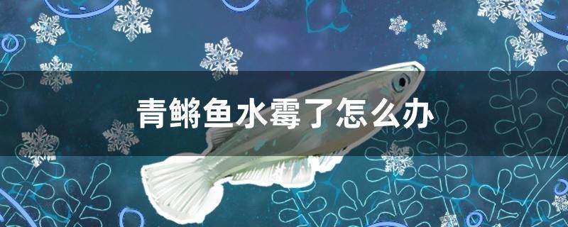 青鳉魚水霉了怎么辦 金頭過背金龍魚