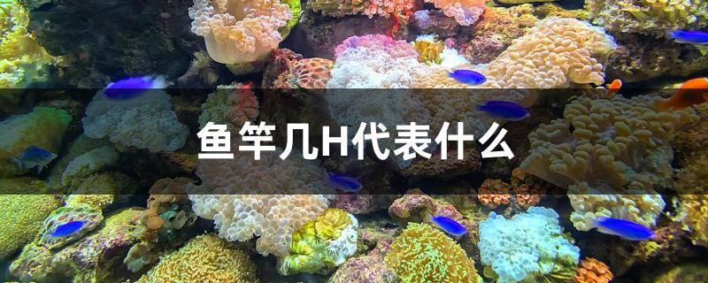 魚竿幾H代表什么 其他寵物