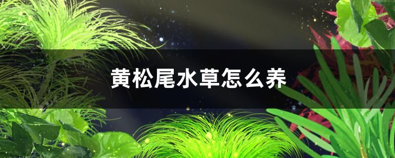 黃松尾水草好養(yǎng)嗎怎么養(yǎng)