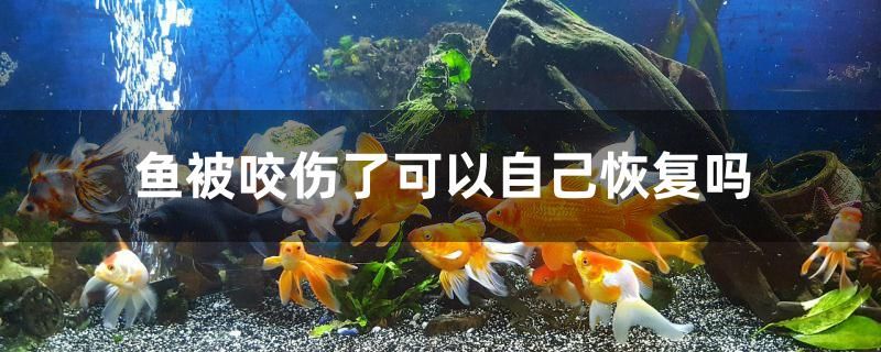 魚被咬傷了可以自己恢復嗎 廣州水族器材濾材批發(fā)市場