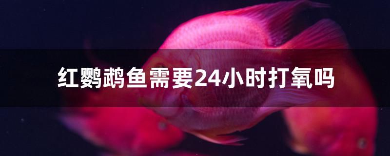 紅鸚鵡魚需要24小時(shí)打氧嗎 稀有紅龍品種