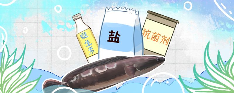 大鉛筆魚容易得白點病嗎得白點病怎么治療 白子關刀魚