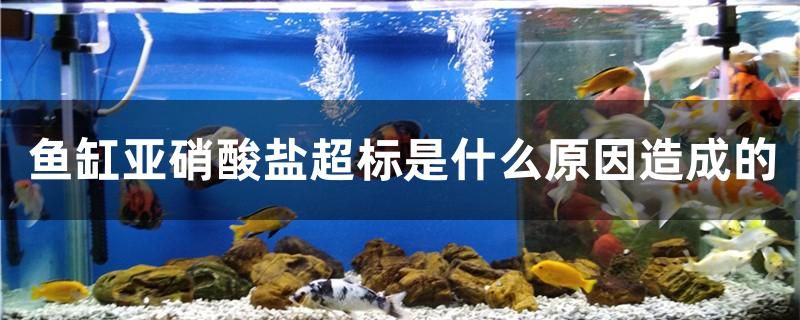 魚(yú)缸亞硝酸鹽超標(biāo)是什么原因造成的 翡翠鳳凰魚(yú)