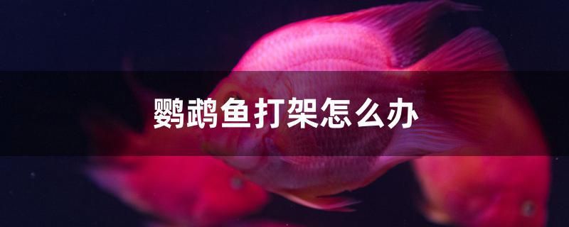 鸚鵡魚打架怎么辦 翡翠鳳凰魚