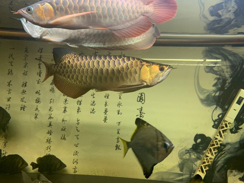 淡水魚 觀賞魚（什么淡水觀賞魚在水上層游） 翡翠鳳凰魚 第1張