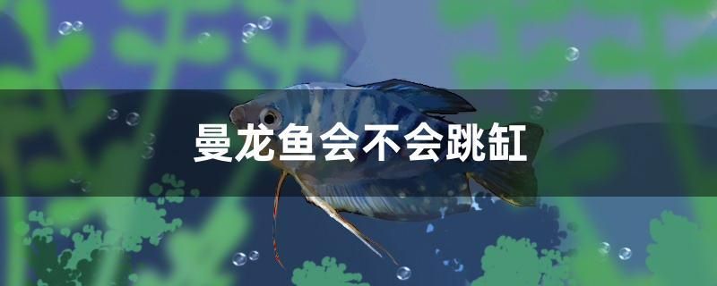 曼龍魚會(huì)不會(huì)跳缸 魚缸凈水劑