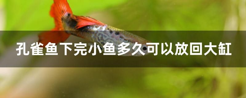 孔雀魚下完小魚多久可以放回大缸 肺魚