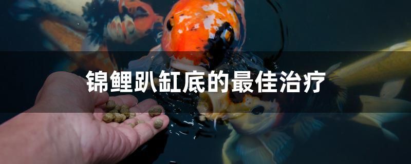 淡水魚 觀賞魚（什么淡水觀賞魚在水上層游） 翡翠鳳凰魚 第2張