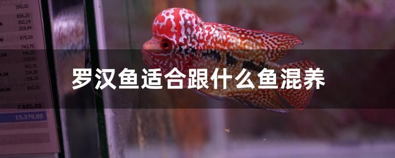 羅漢魚適合跟什么魚混養(yǎng)