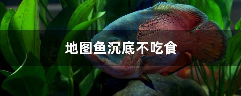 地圖魚沉底不吃食