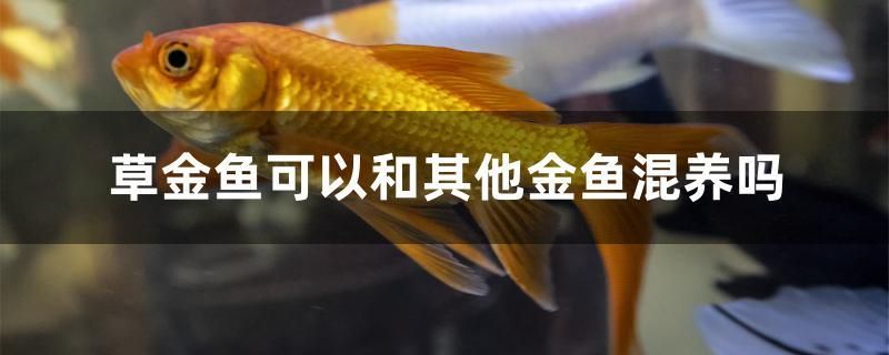 草金魚可以和其他金魚混養(yǎng)嗎