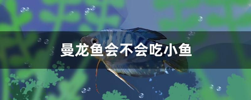 曼龍魚會不會吃小魚 圣菲埃及魚