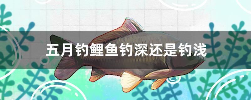 五月釣鯉魚釣深還是釣淺 魚缸風(fēng)水