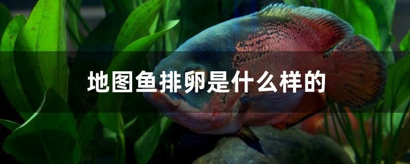 地圖魚排卵是什么樣的