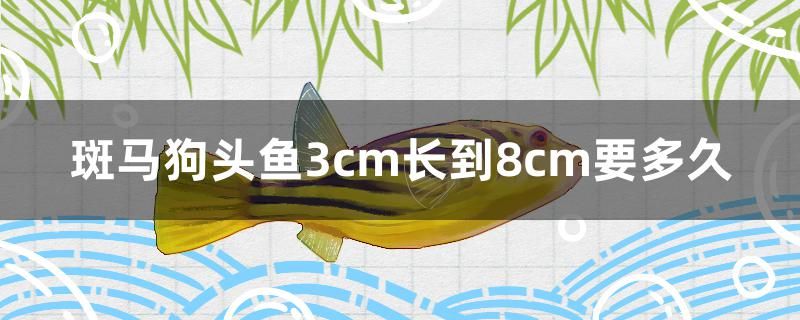 斑馬狗頭魚3cm長(zhǎng)到8cm要多久